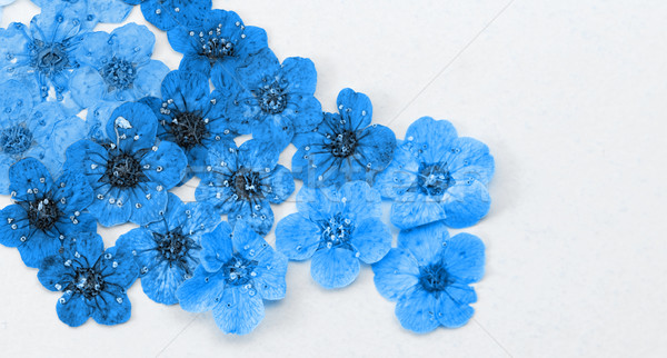 [[stock_photo]]: Décoratif · montage · coloré · séché · fleurs · du · printemps · bleu