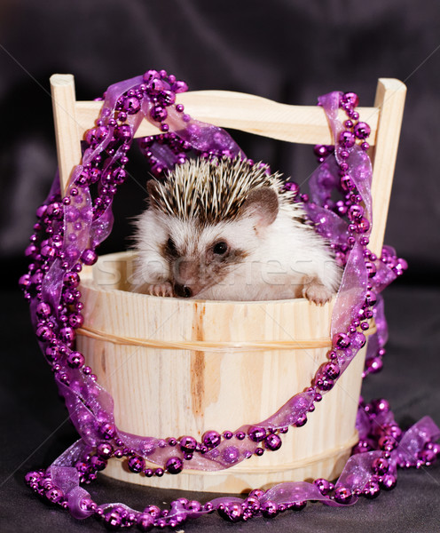 A cute little hedgehog - ( African white- bellied hedgehog ) Stock photo © Nneirda