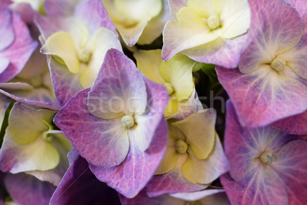 Hydrangea Stock photo © Nneirda