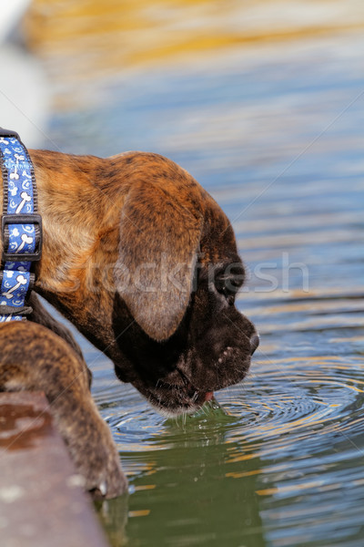 Boxer dog Stock photo © Nneirda