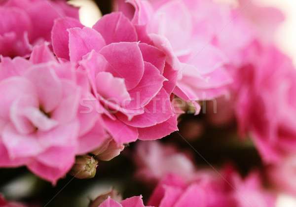 Kalanchoe flower blossoms Stock photo © Nneirda