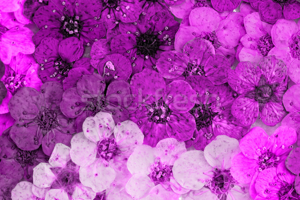 Decorativ montaj colorat uscate Flori de primavara purpuriu Imagine de stoc © Nneirda