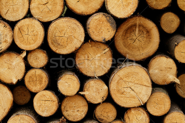 Logging Stock photo © Nneirda