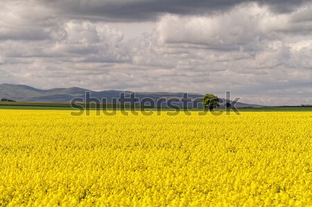 Stock photo: Colza field