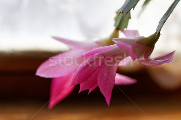 Christmas cactus Stock photo © Nneirda