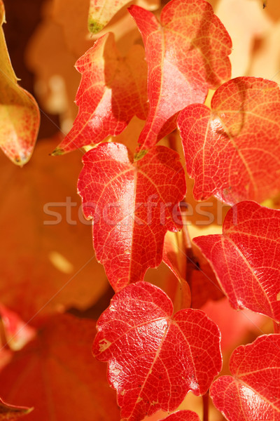 Coloré laisse photo belle automne [[stock_photo]] © Nneirda