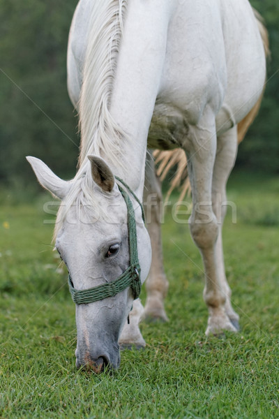White horse Stock photo © Nneirda