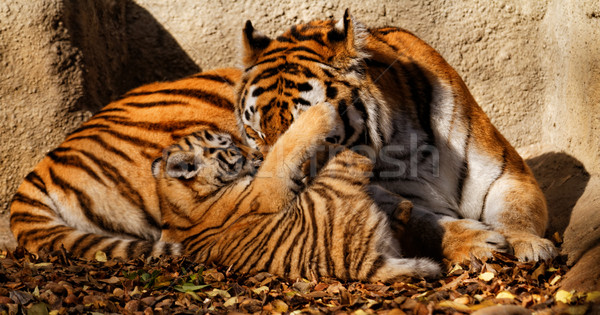 Tiger mum Stock photo © Nneirda