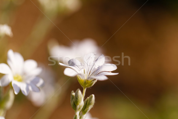 White flower Stock photo © Nneirda