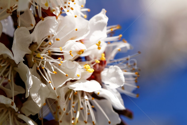 Kwiat Fotografia biały Cherry Blossom niebo Zdjęcia stock © Nneirda