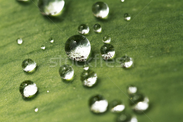 Stock photo: Green leaf with drops of water