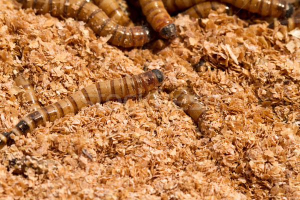 Mealworms Stock photo © Nneirda