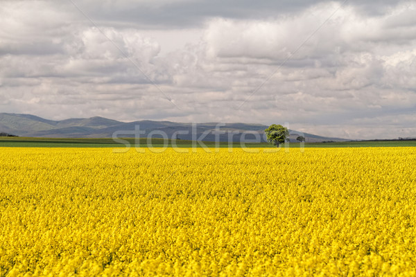 Photo stock: Domaine · ciel · nuages · fleur · arbre · printemps