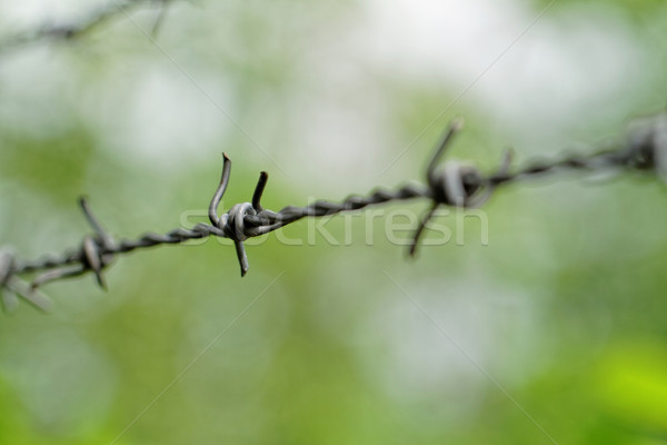Barbed wire  Stock photo © Nneirda