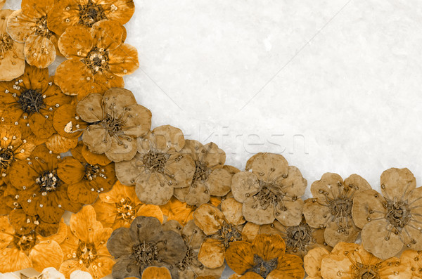 Decorativ montaj colorat uscate Flori de primavara maro Imagine de stoc © Nneirda