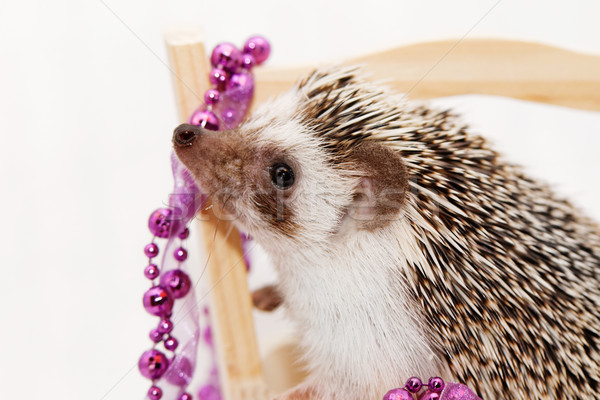 A cute little hedgehog - ( African white- bellied hedgehog ) Stock photo © Nneirda