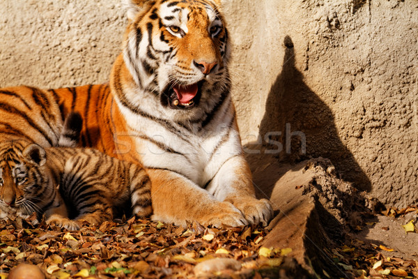 虎 ママ 動物園 カブ 晴れた 写真 ストックフォト © Nneirda