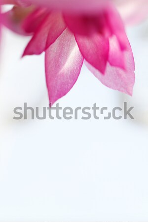 Christmas cactus Stock photo © Nneirda