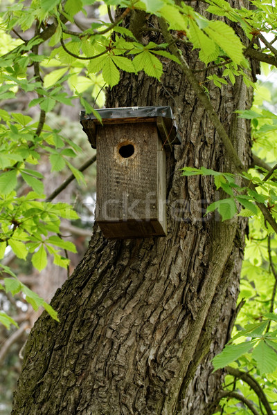 Boomstam foto vogel boom voorjaar bos Stockfoto © Nneirda