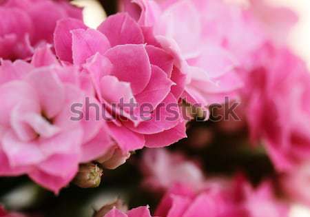 Kalanchoe flower blossoms Stock photo © Nneirda