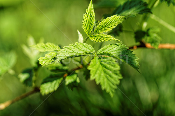 Poilue laisse photo vert feuille [[stock_photo]] © Nneirda