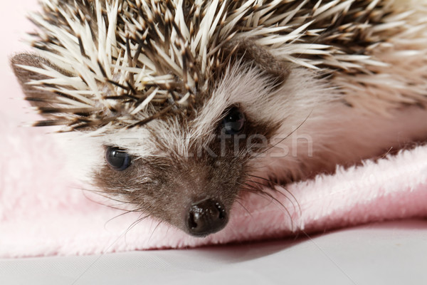 Afrikaanse witte egel cute weinig portret Stockfoto © Nneirda