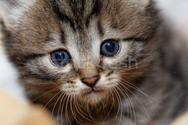 Cute kitten foto groot Stockfoto © Nneirda
