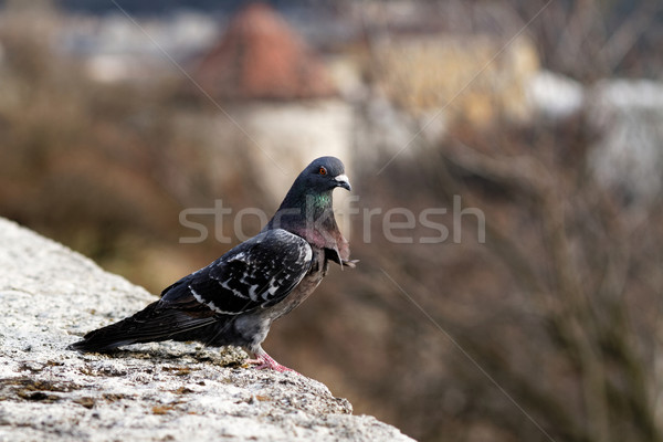 Gray pigeon Stock photo © Nneirda