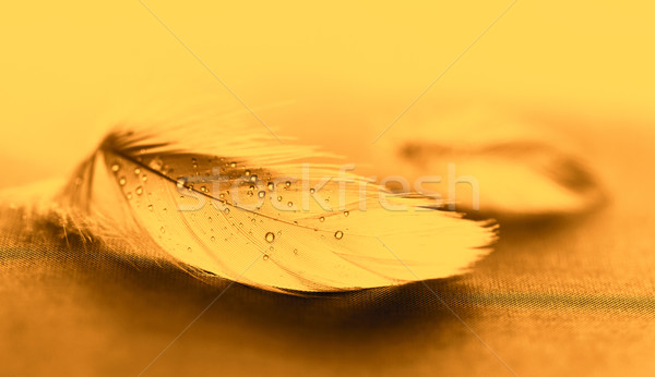 żółty Pióro kroplami wody ciemne wody ptaków Zdjęcia stock © Nneirda