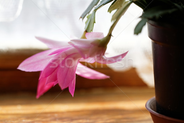 Christmas cactus Stock photo © Nneirda