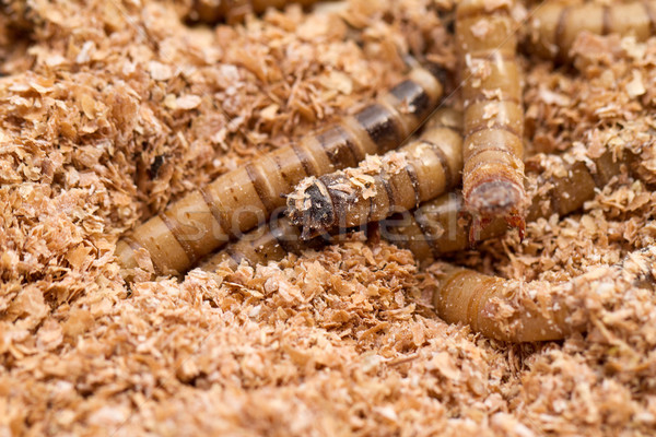 Mealworms Stock photo © Nneirda