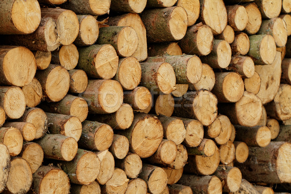 Logging Stock photo © Nneirda