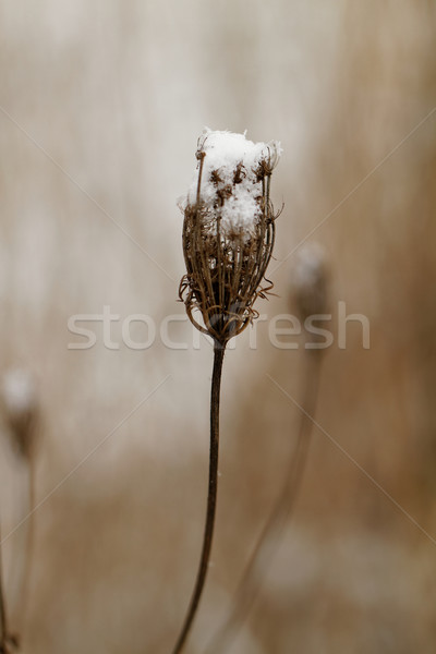 Snowy plant Stock photo © Nneirda