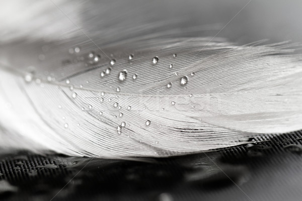 Blanco pluma gotas de agua gris agua aves Foto stock © Nneirda