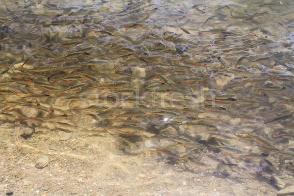 Trout fish shoal Stock photo © Nneirda