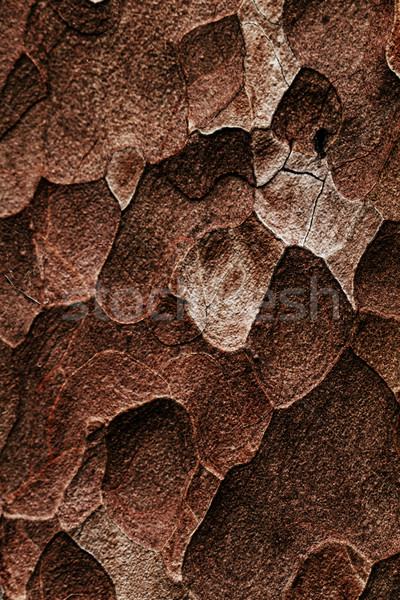 Ahşap doku makro çam ağacı görmek Stok fotoğraf © Nneirda