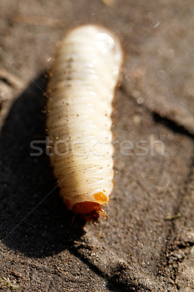 Chafer grubs Stock photo © Nneirda