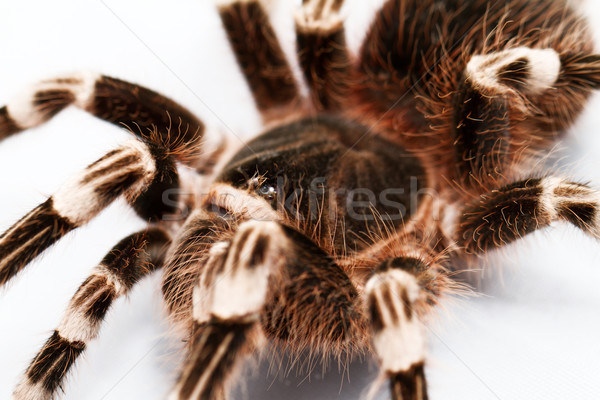 Belle araignée isolé blanche fond noir [[stock_photo]] © Nneirda