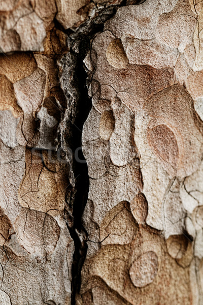 Houten textuur macro pijnboom Stockfoto © Nneirda