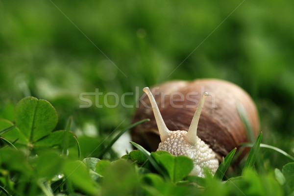 Stock photo: Snail. Helix pomatia.