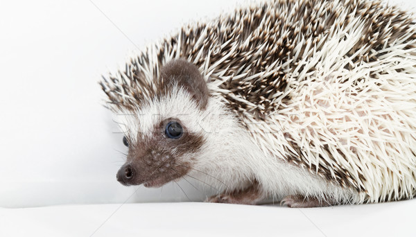 África blanco erizo cute pequeño retrato Foto stock © Nneirda