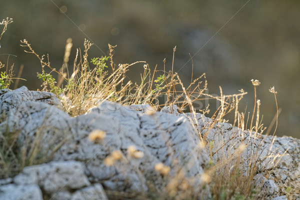 Terméketlen kő fókusz száraz fű fotó Stock fotó © Nneirda