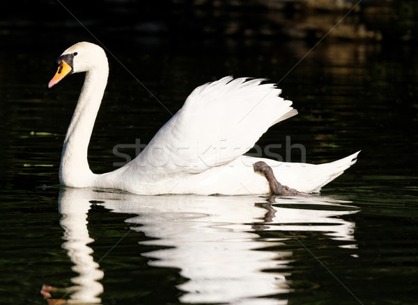 Piękna łabędź Fotografia biały jezioro świetle Zdjęcia stock © Nneirda