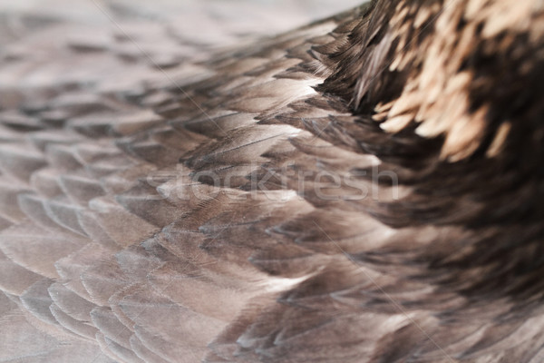 羽毛 写真 美しい ブラウン 動物 ストックフォト © Nneirda