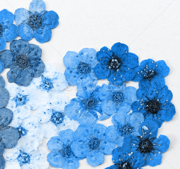 Dekoratív montázs színes aszalt tavaszi virágok kék Stock fotó © Nneirda