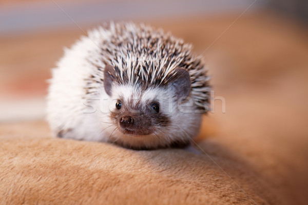 African white- bellied hedgehog Stock photo © Nneirda