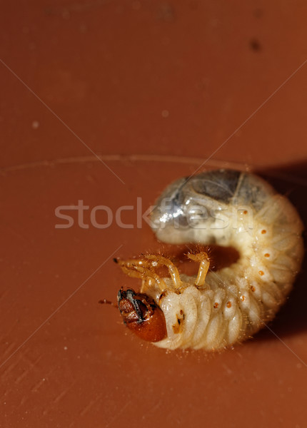 May beetle larvae - Melolontha melolontha Stock photo © Nneirda