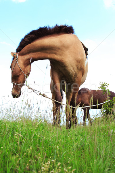 Brown horse Stock photo © Nneirda