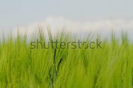 Yeşil buğday tahıl alan bahar bulut Stok fotoğraf © Nneirda