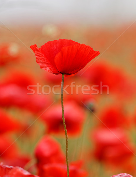 Foto stock: Rojo · amapolas · pradera · jardín